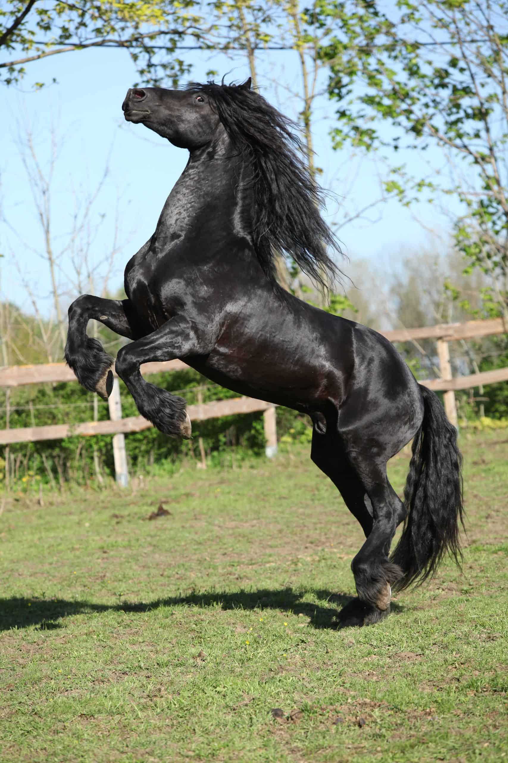 Friesian stallion prancing on pasturage
