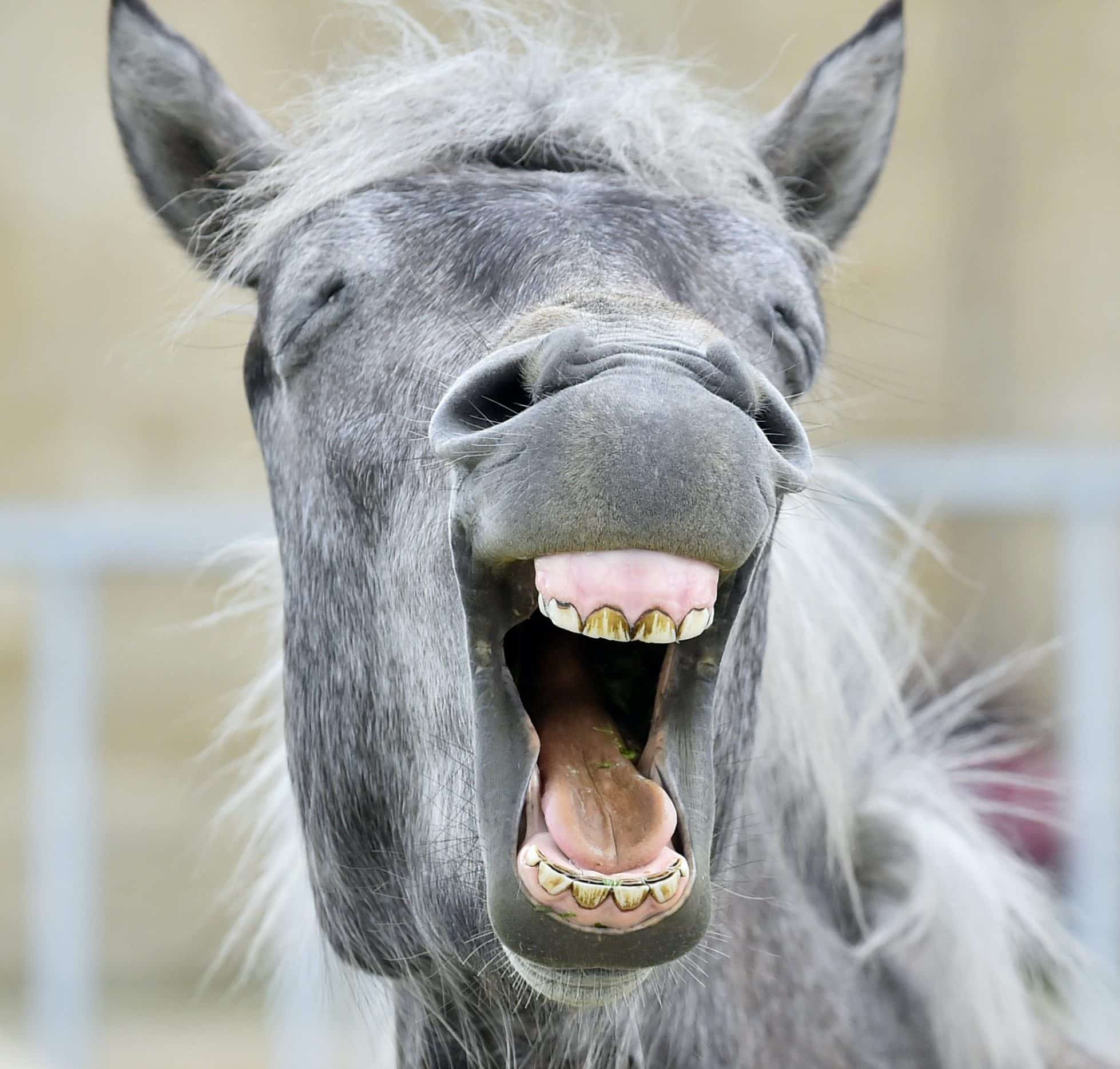 Funny portrait of a laughing horse. Camargue horse yawning, looking like he is laughing.