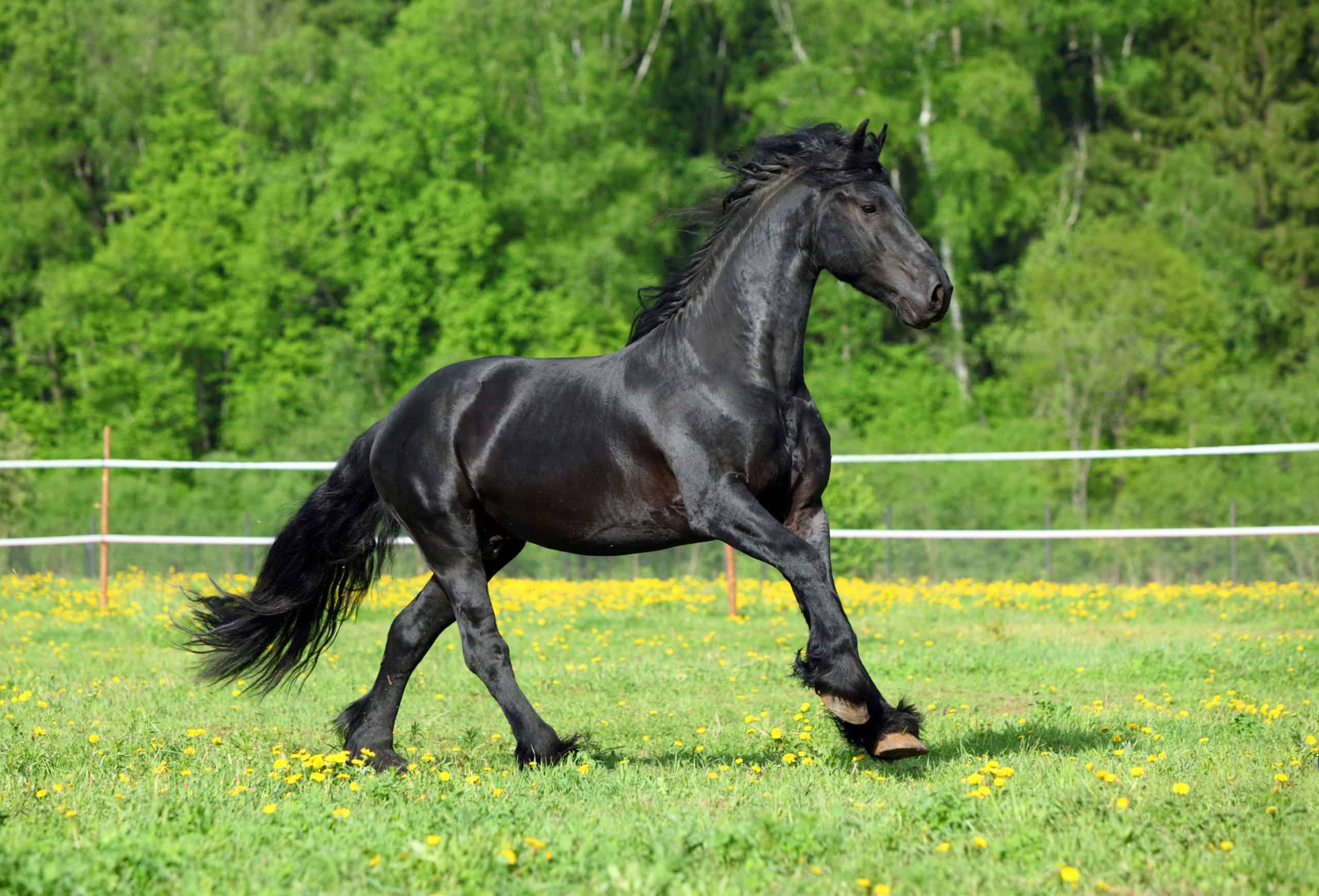 Briskly galloping black friesian stallion