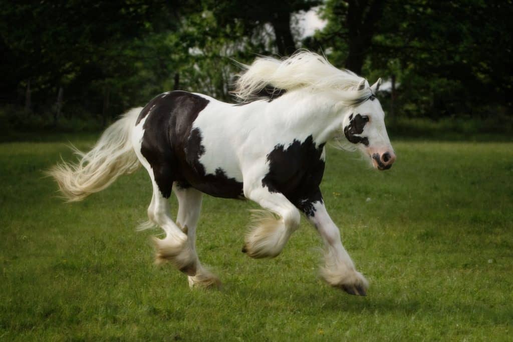 gypsy horse coat colors