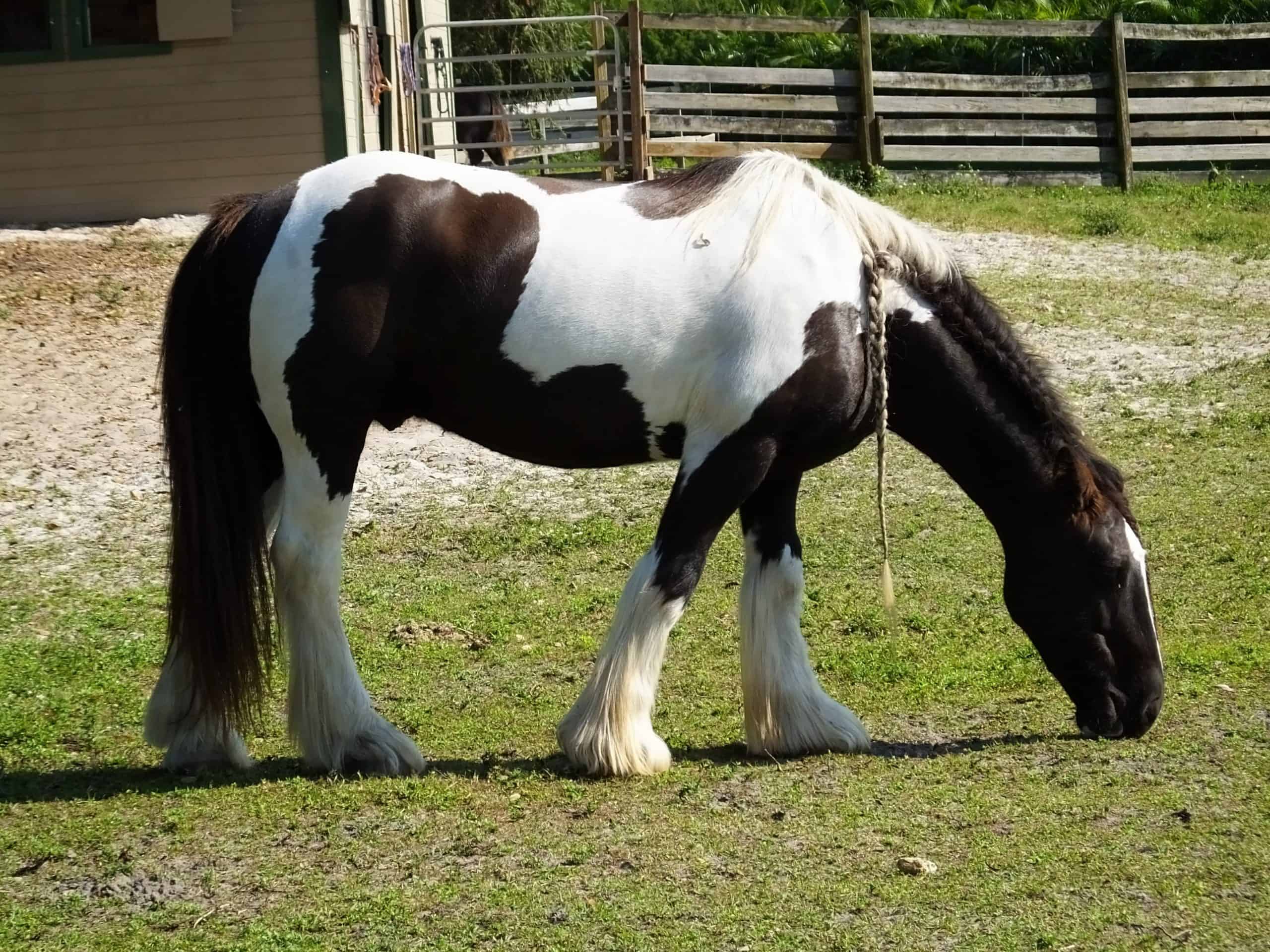Gypsy Vanner Horse with a braided mane grazing on the grass.