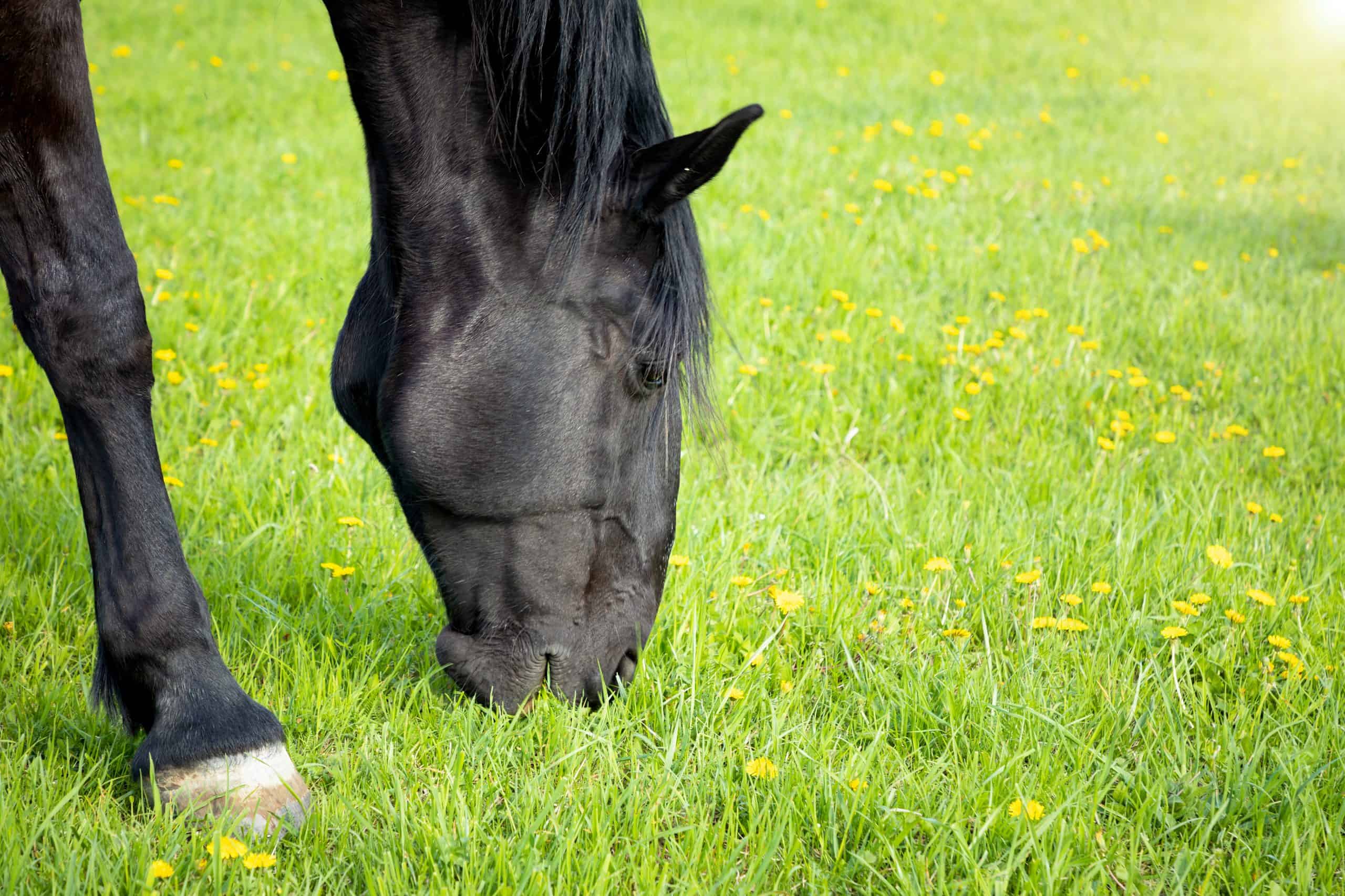 Horse eat spring grass in a field, Czech republic
