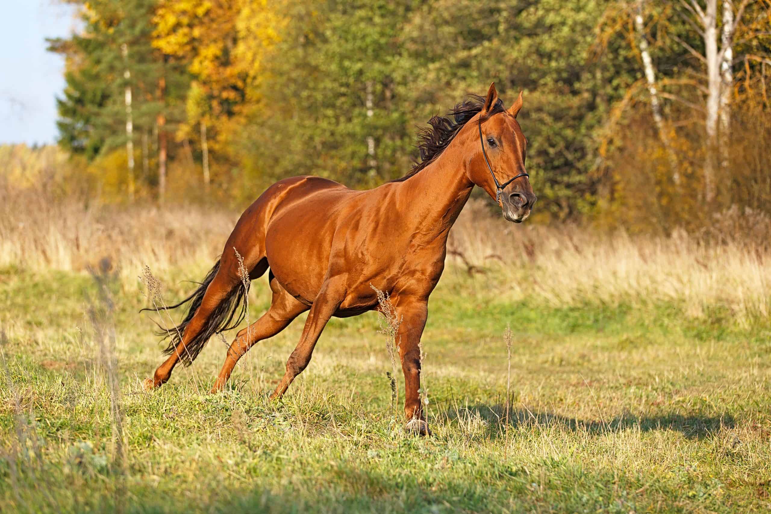Horse cantering in the field