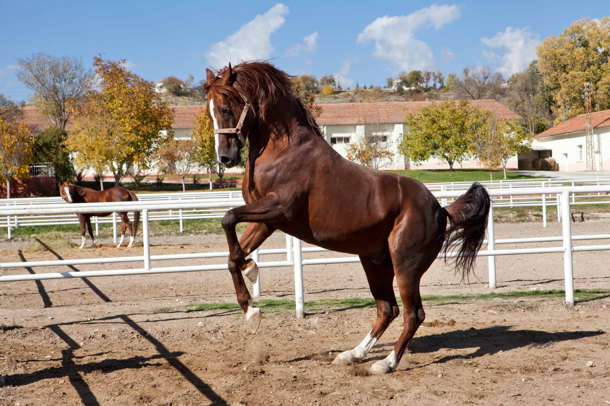 Horse Rearing With Rider Falling Off