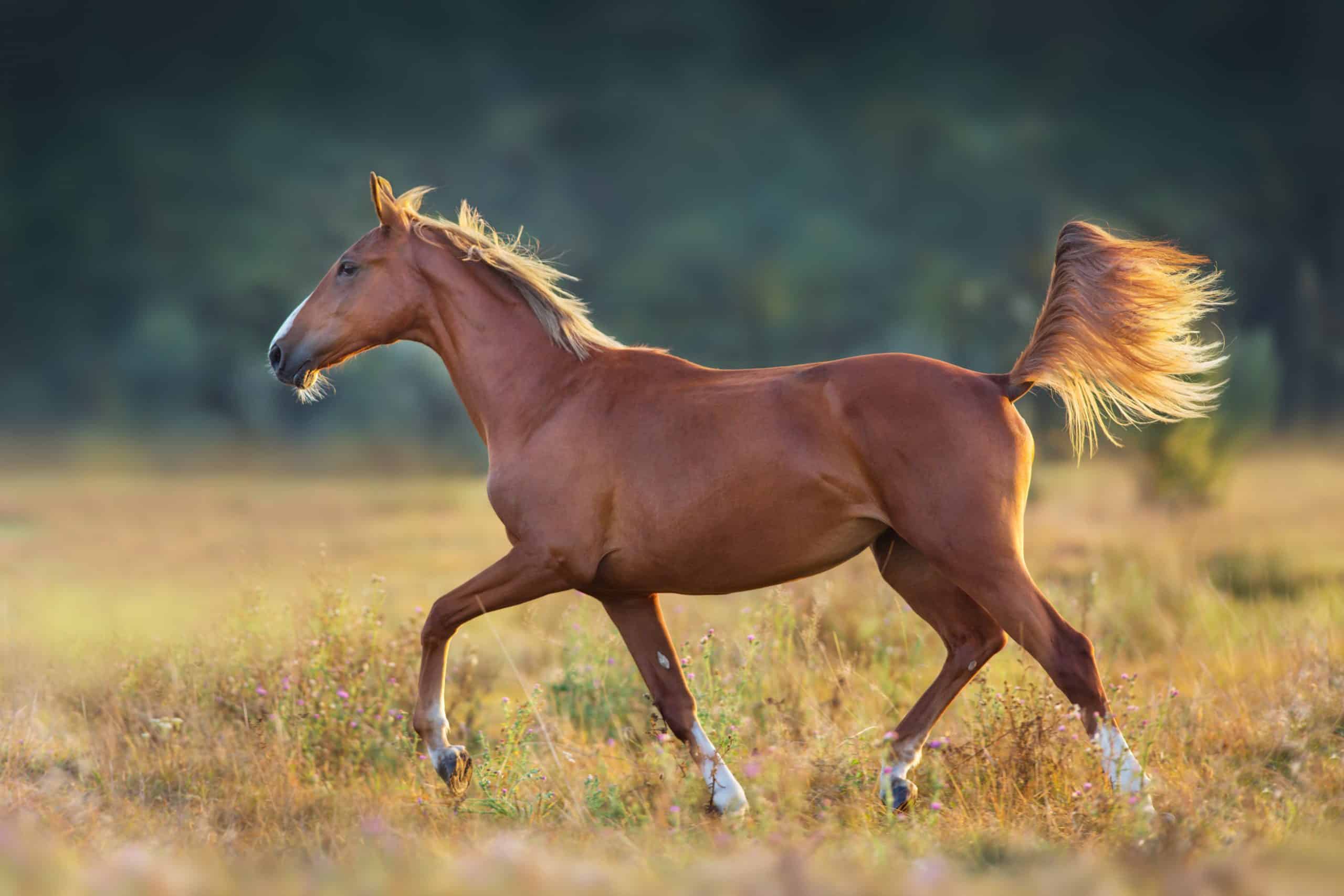 Red horse run trot in sunlight