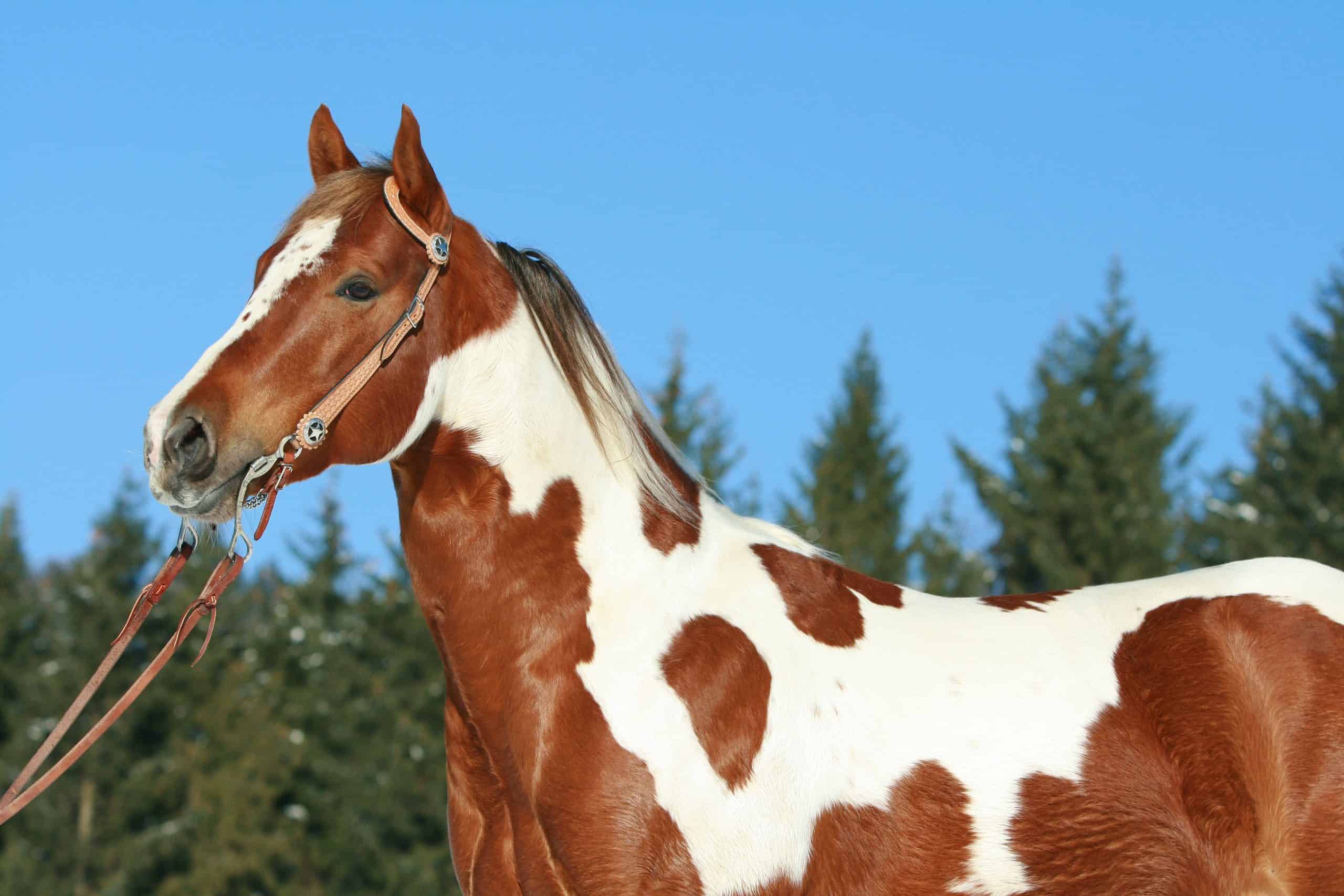 Lovely paint horse with western bridle unique coat colors