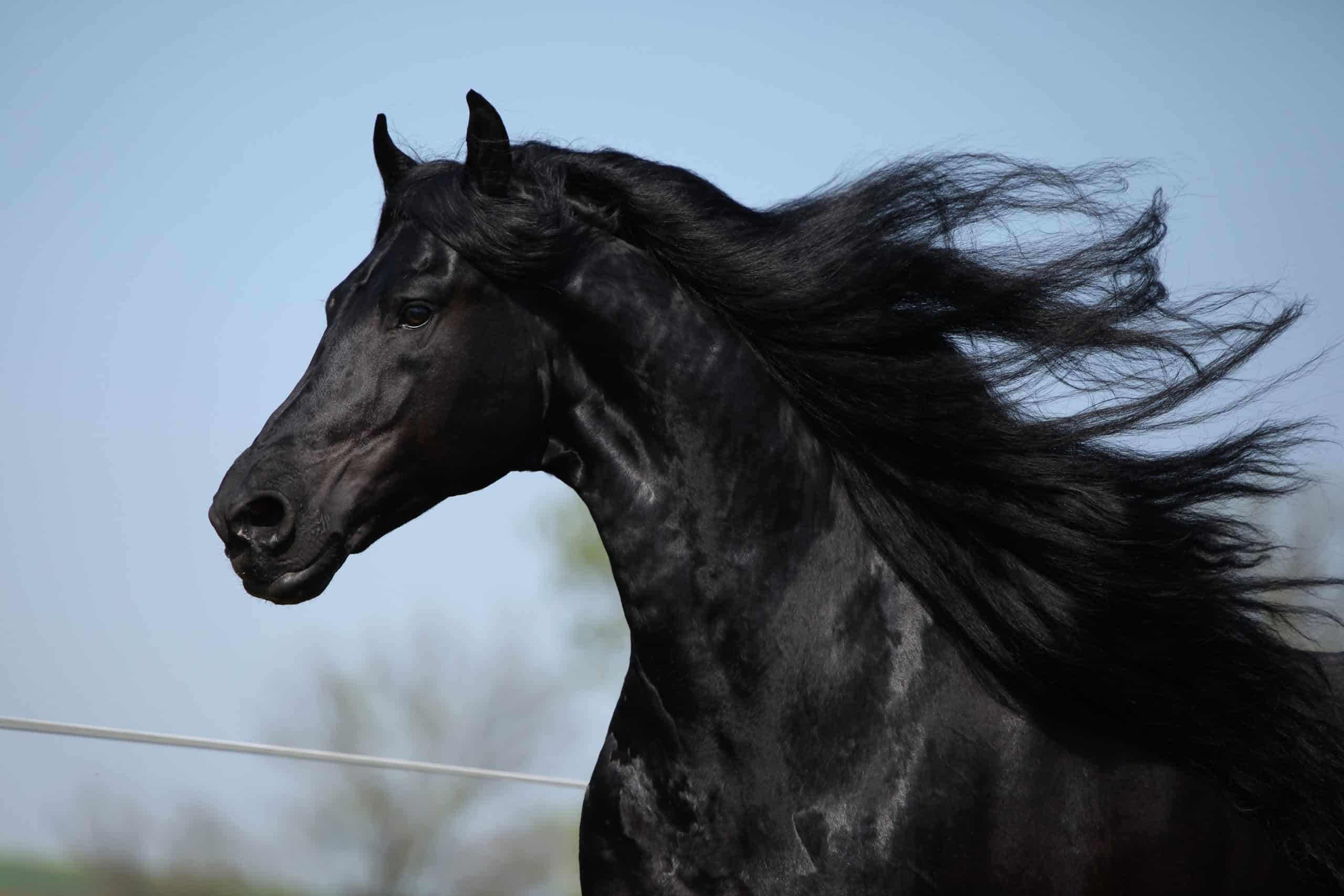 Portrait of moving friesian stallion