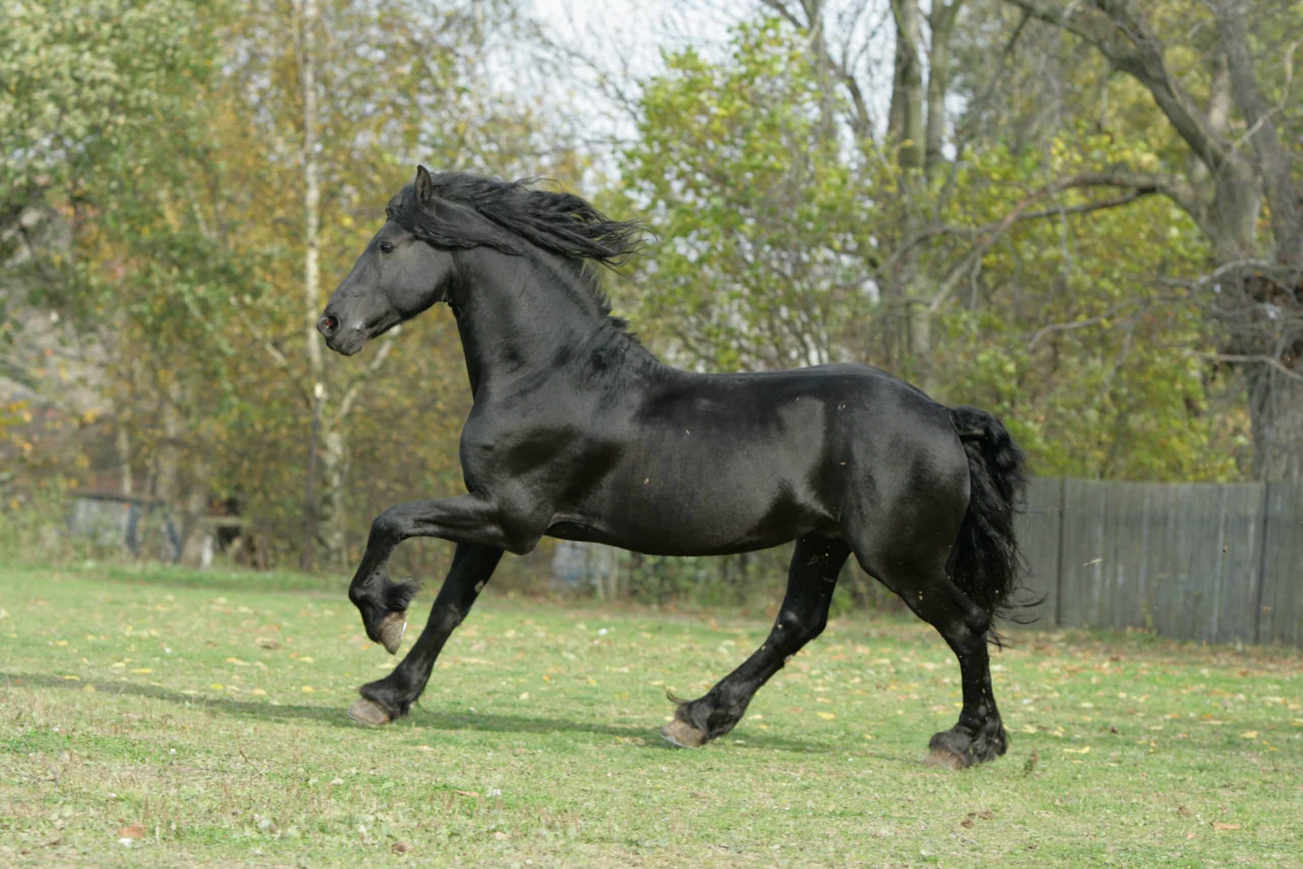 Nice Friesian stallion running