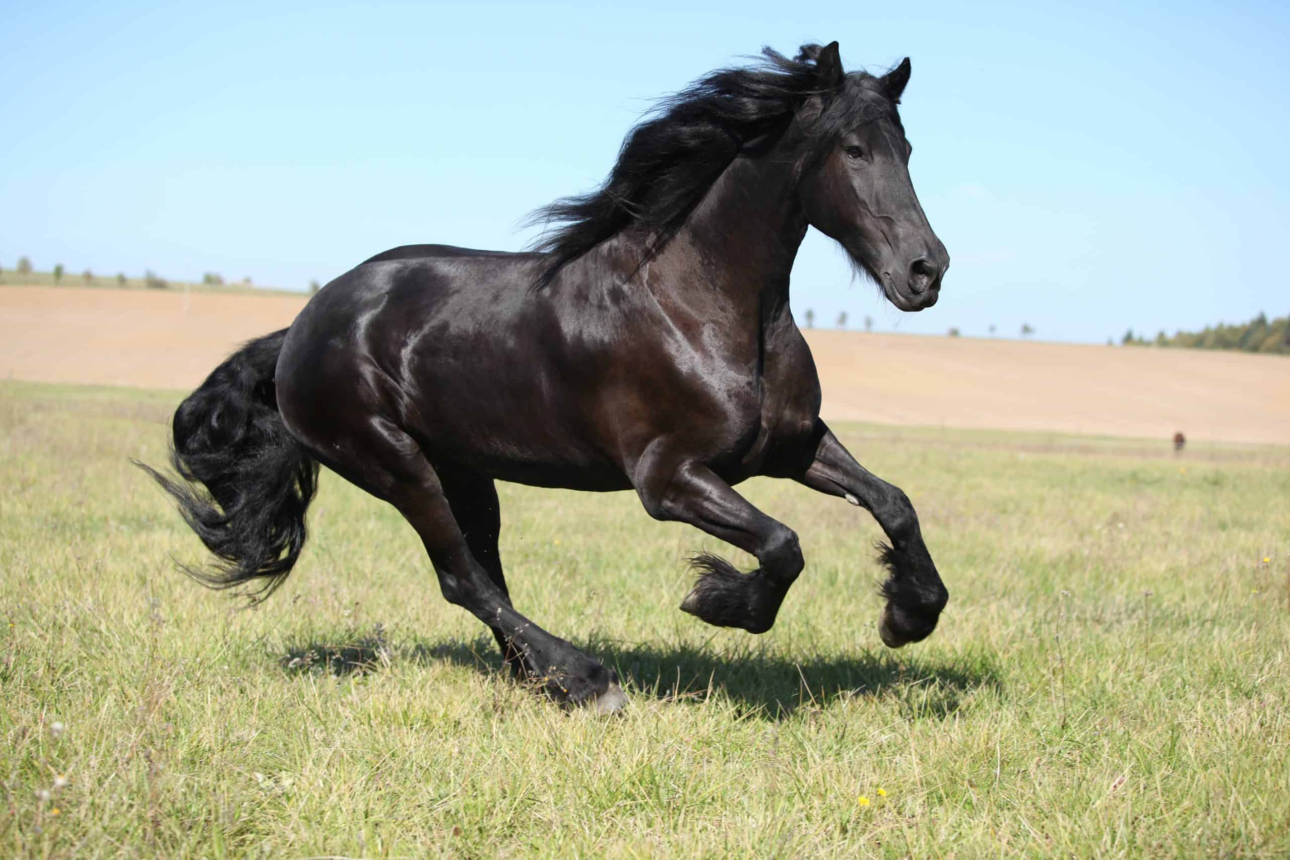 mare running
