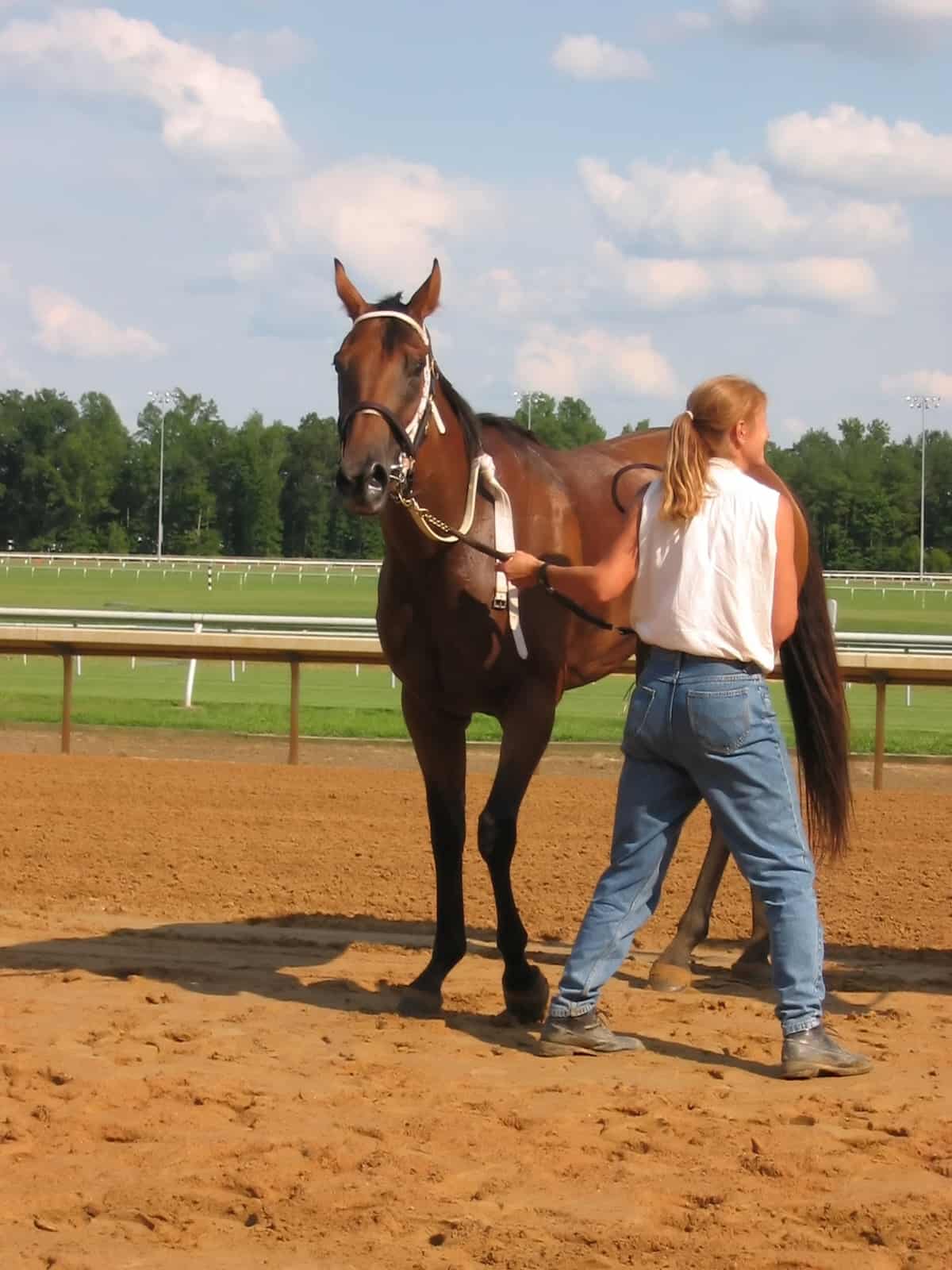 "A thoroughbred race horse at the track, with it's trainer."