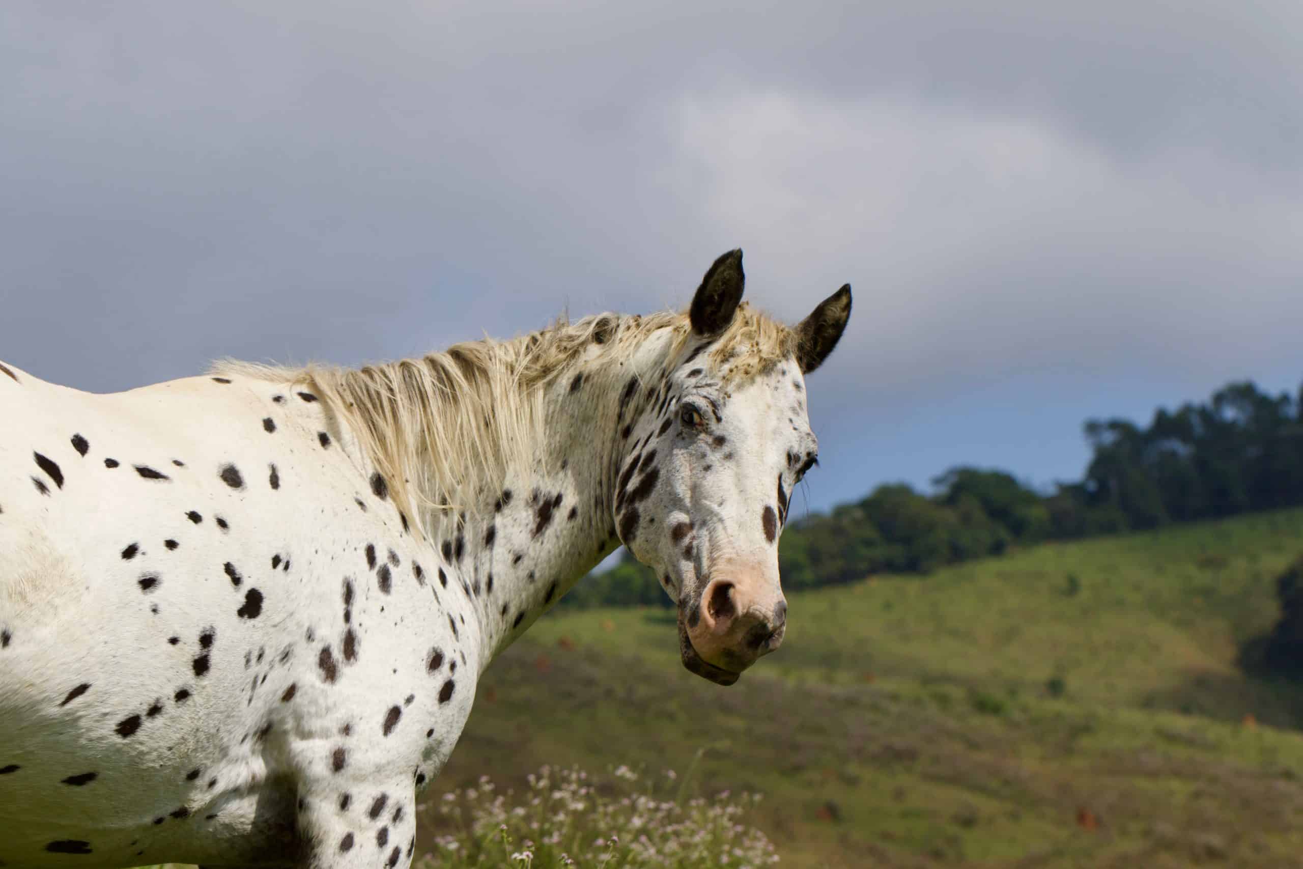 Speckled Horse Gray Horse