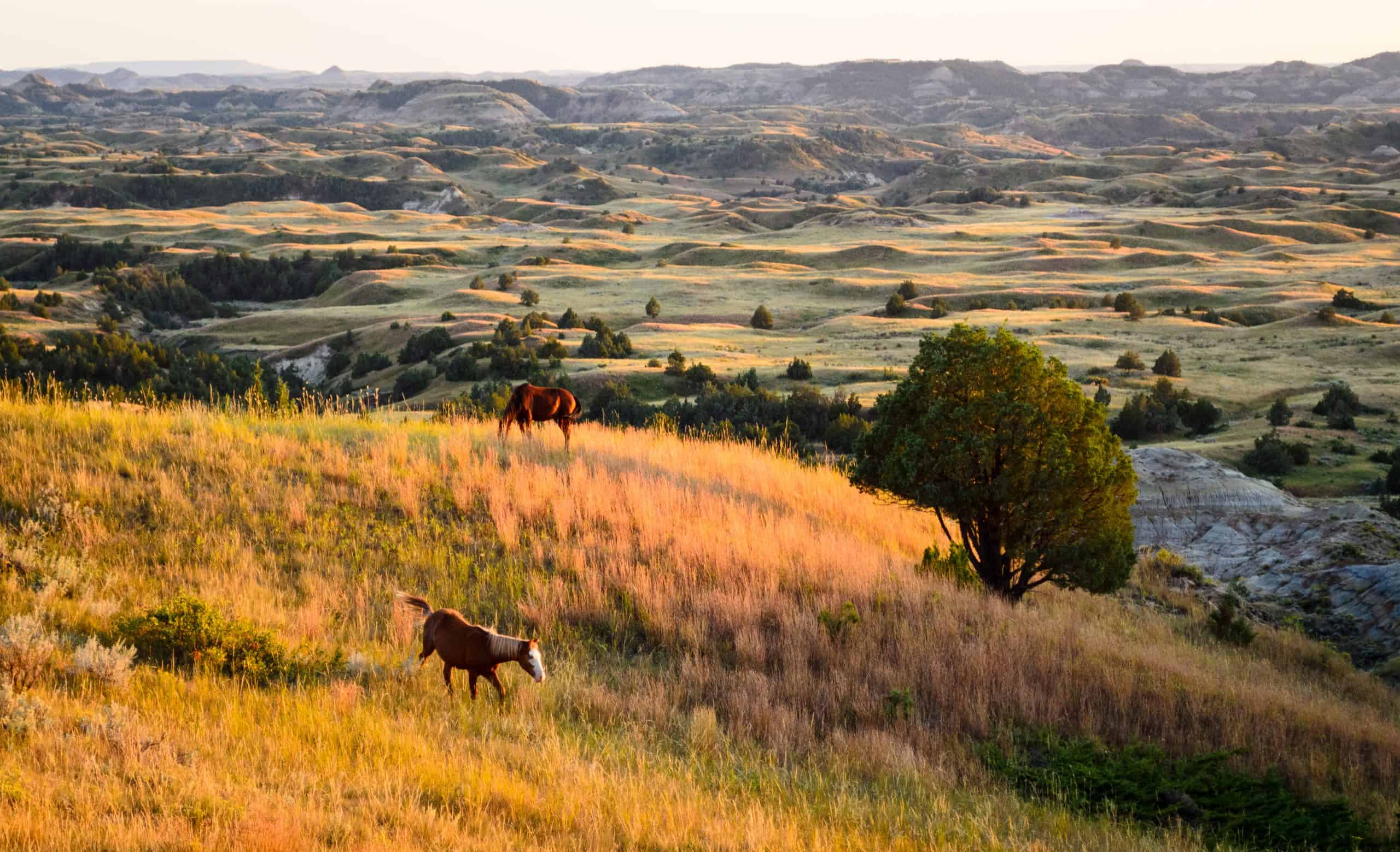 where do wild horses live