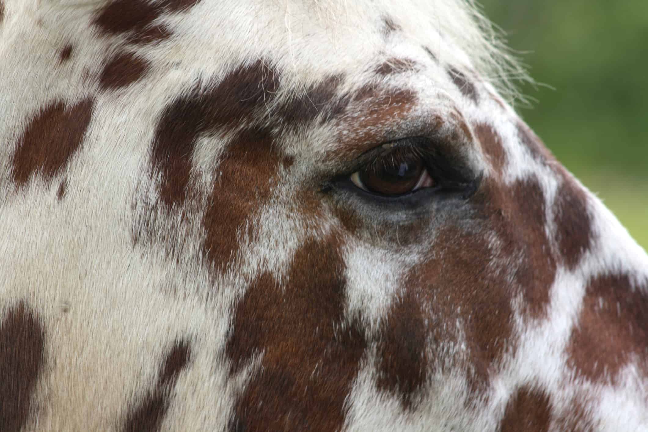 Tigered horse in close up