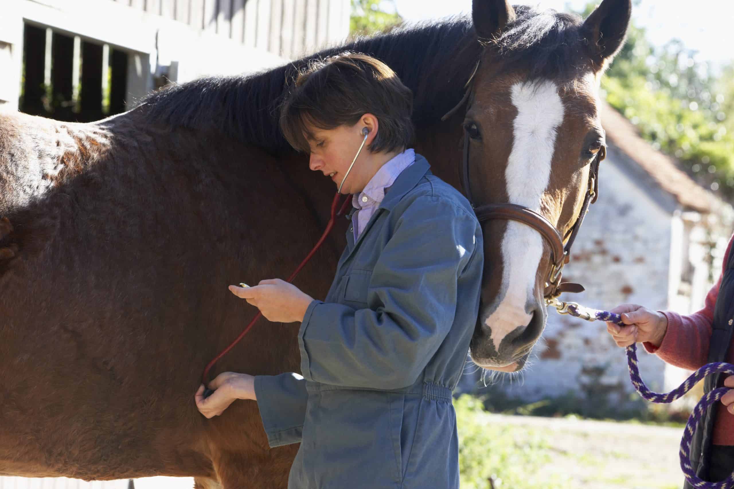 Vet Examining Horse With Stethescope