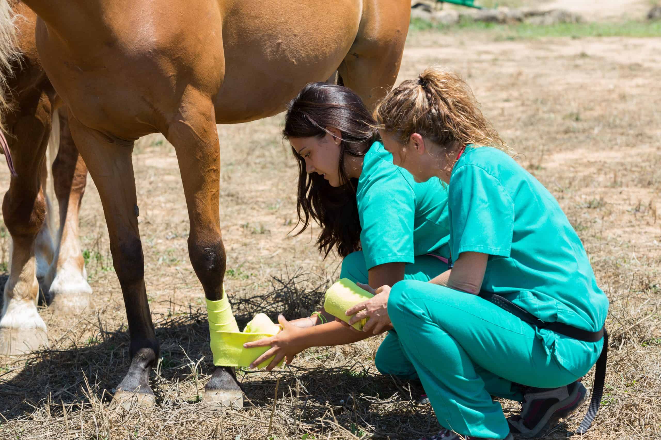 equine wound care vets