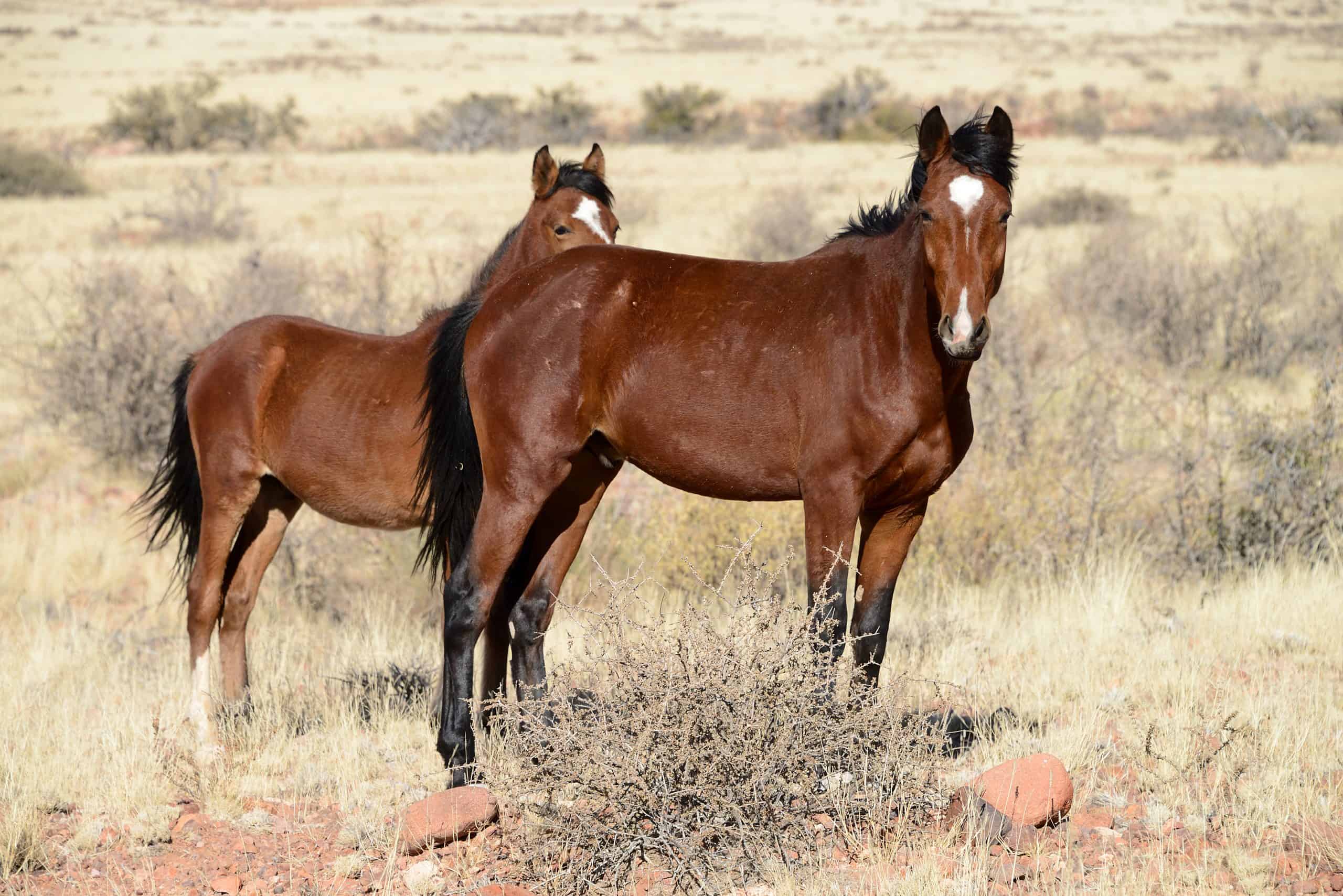 namib desert horses