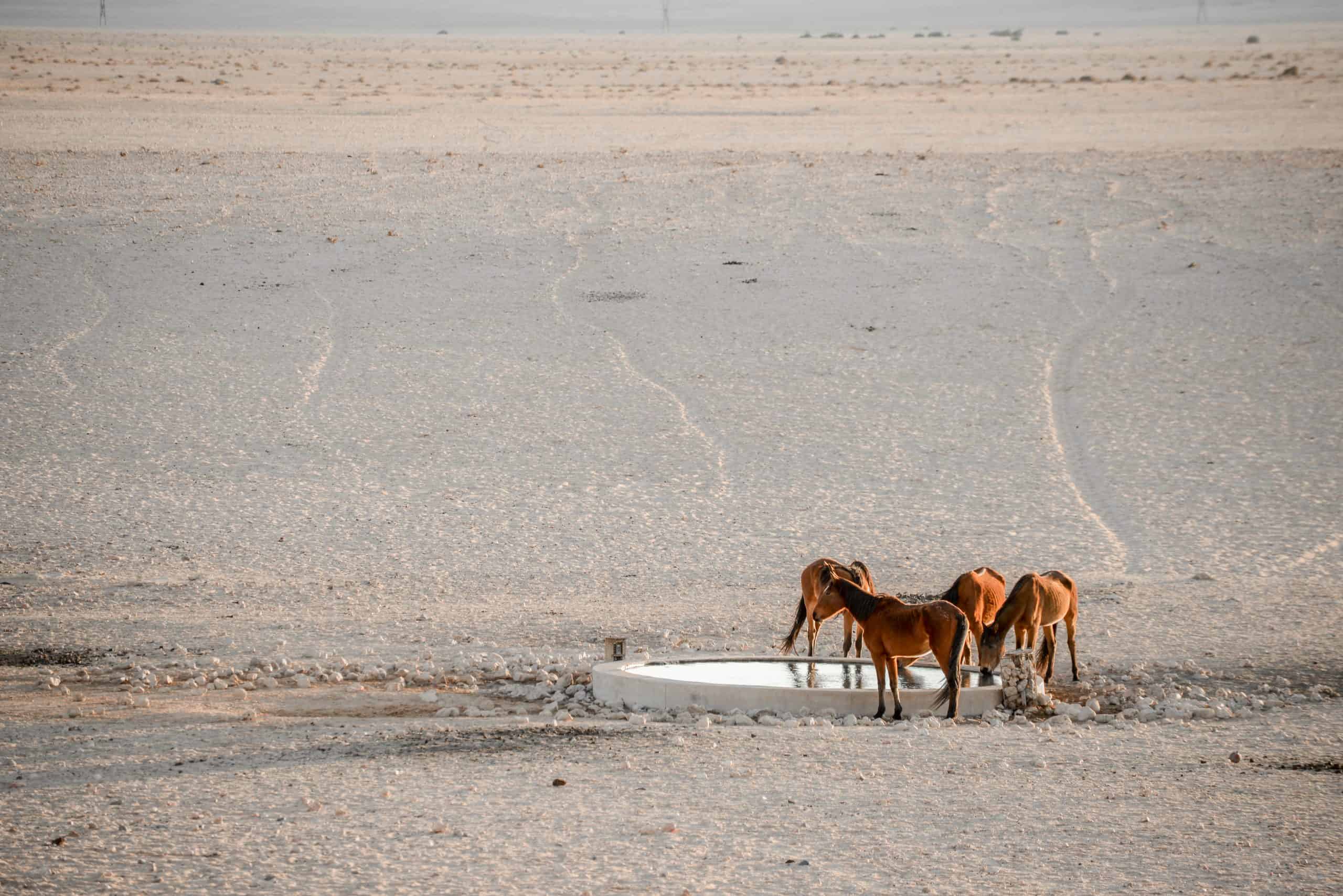 Nambia's wild horses