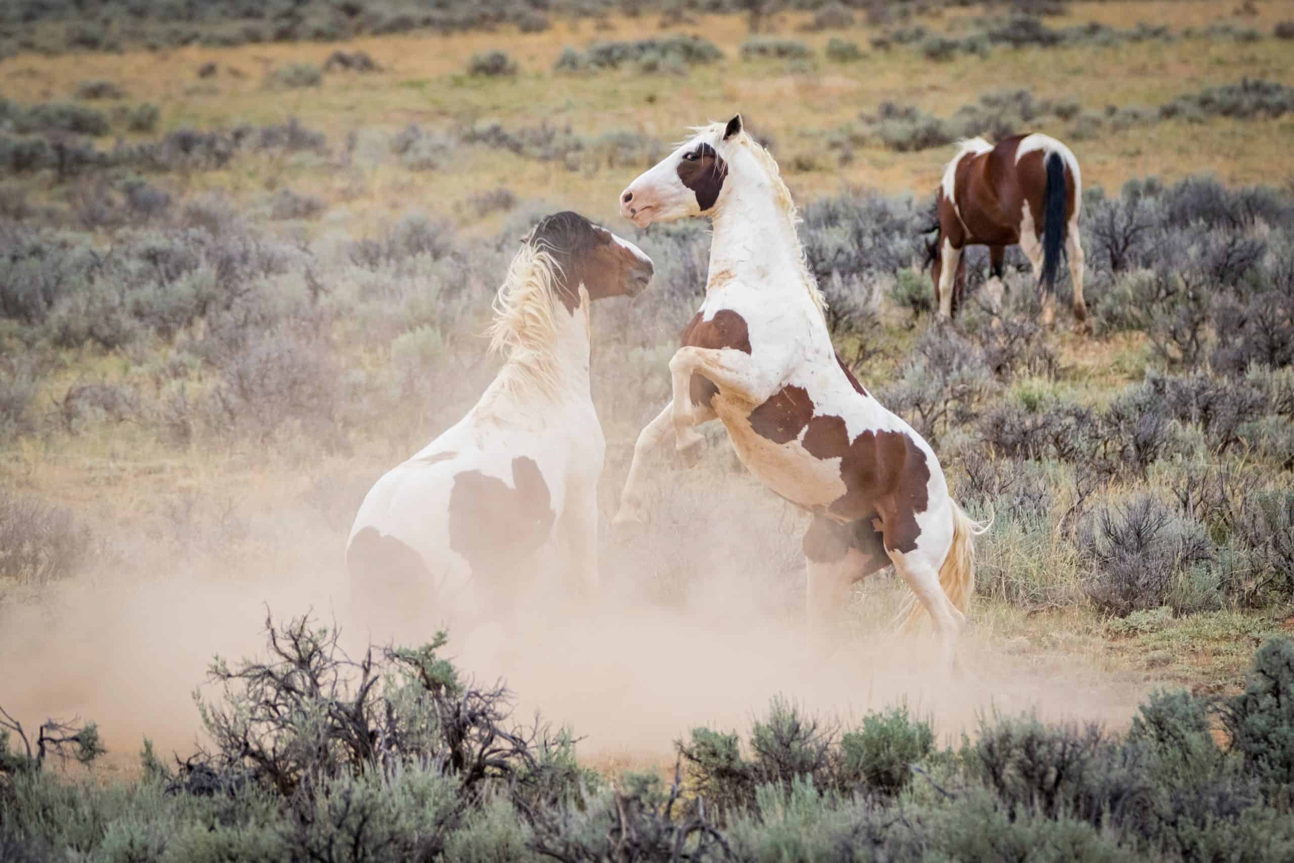 where do wild horses live