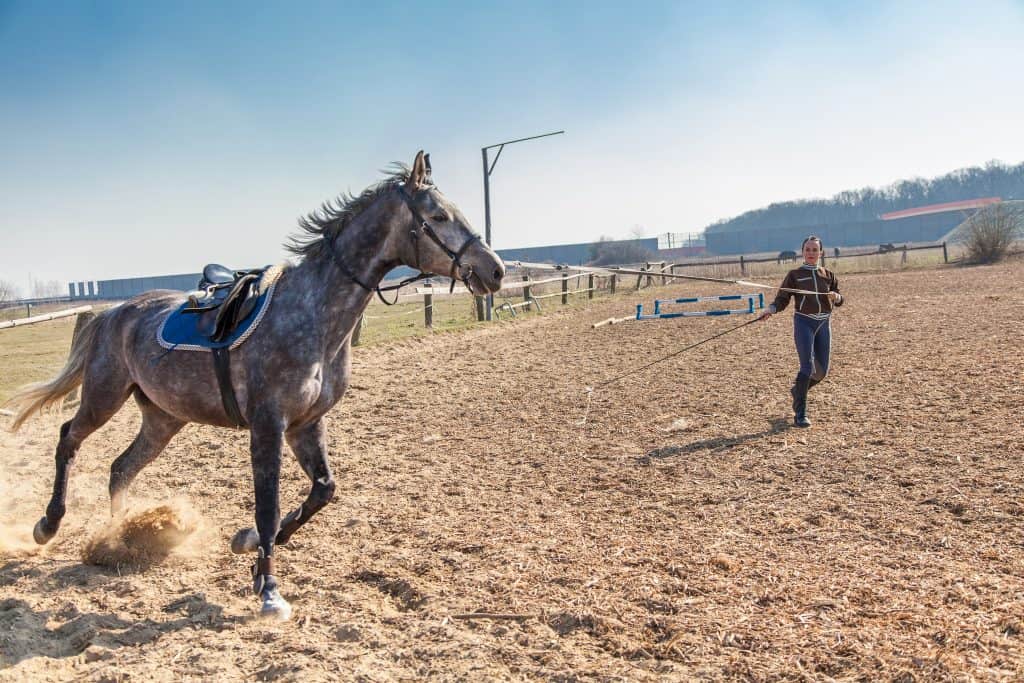 How Groundwork Can Help Modify Horse Behavior