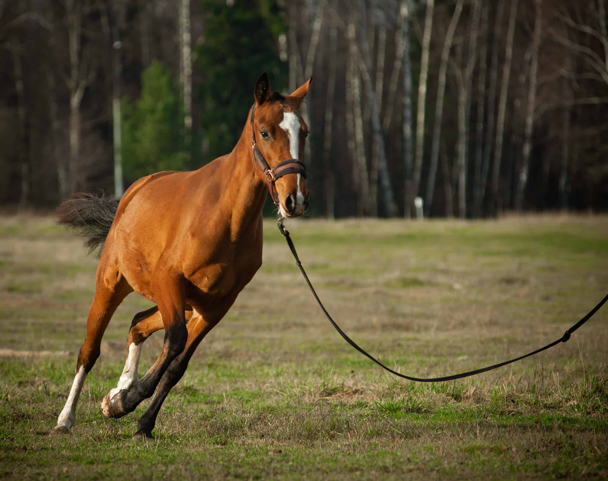 Young horse on a training in fields. Horse on the cord. Dressage horse running