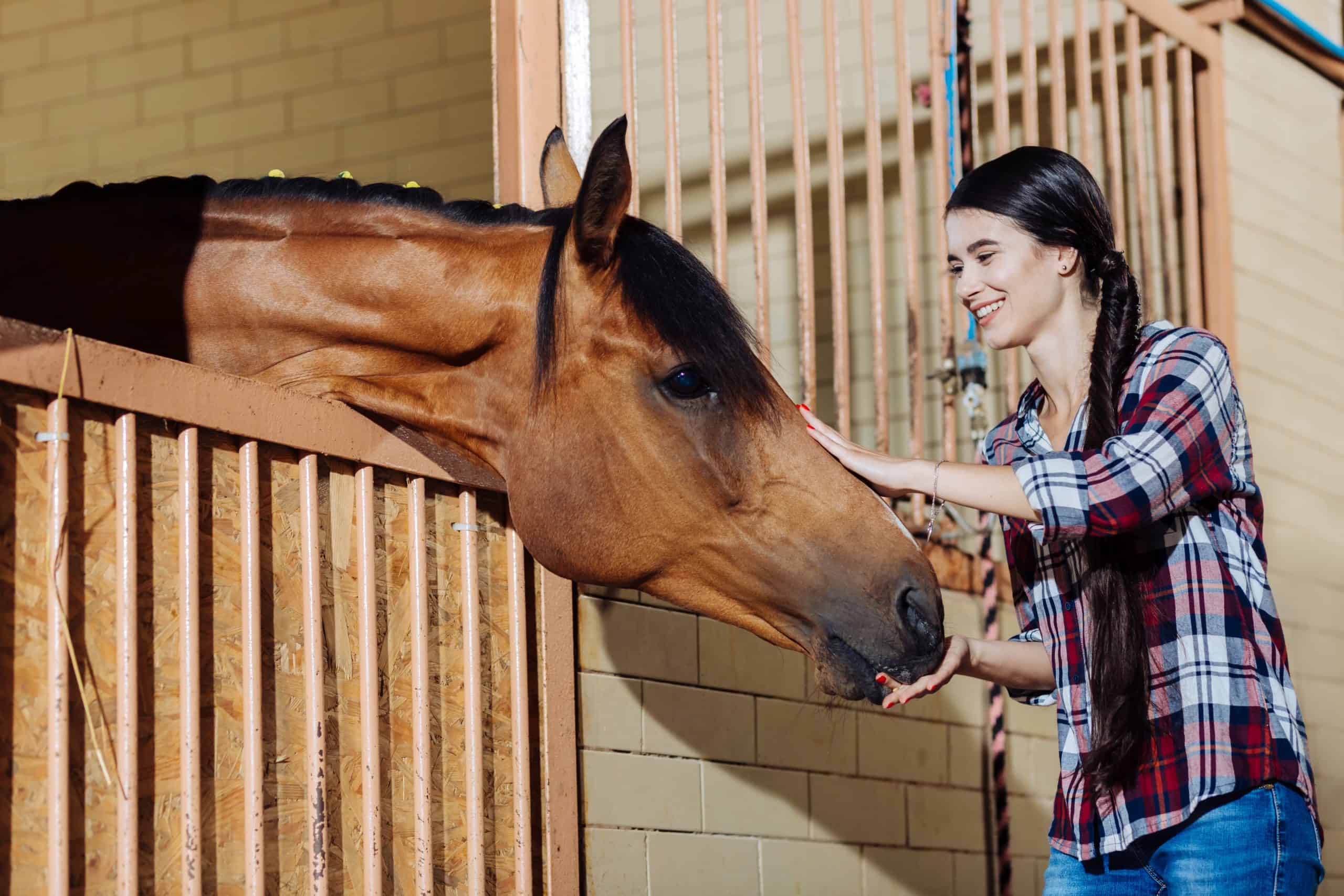 Young horsewoman. Young appealing dark-haired horsewoman standing in stable and petting dark horse