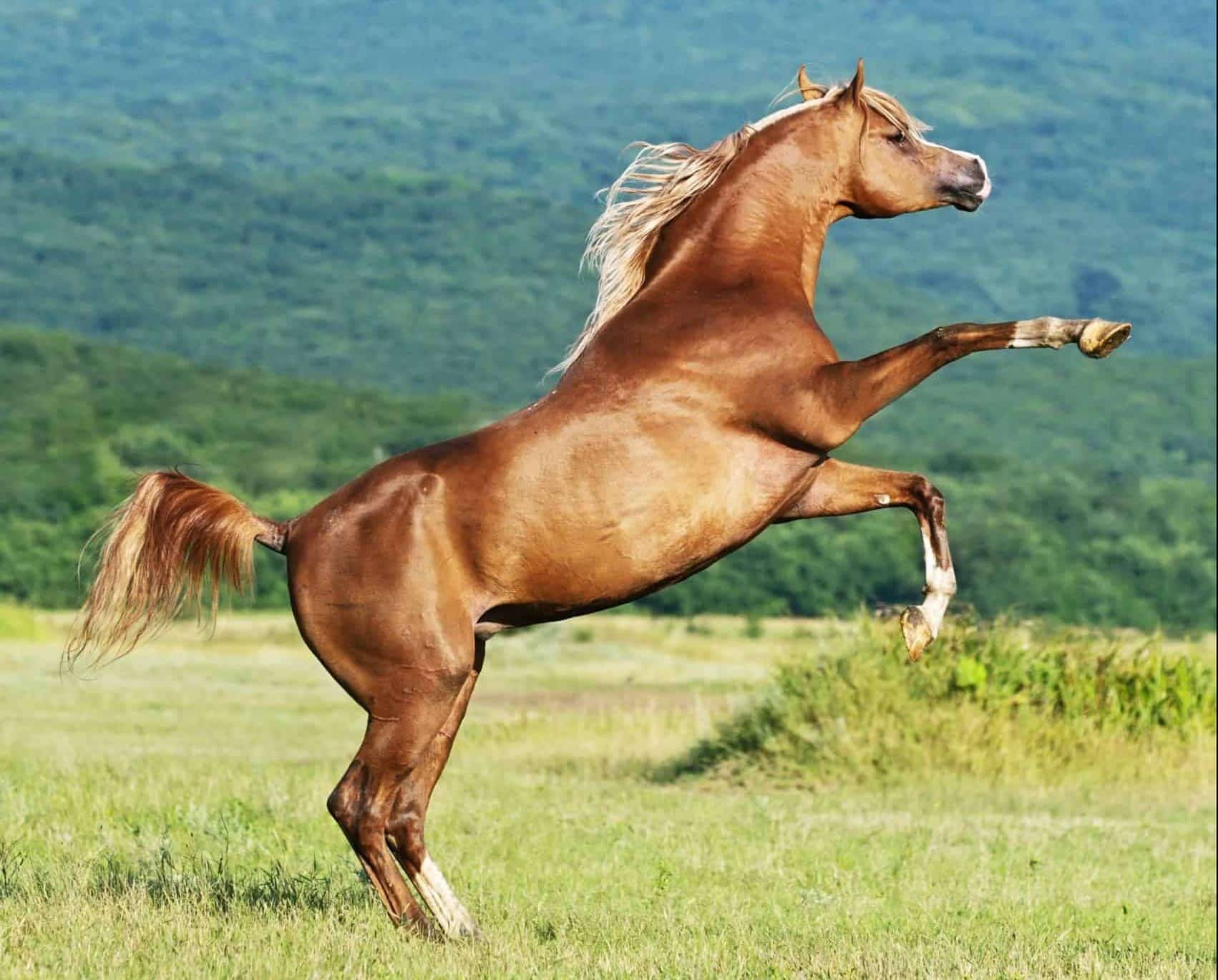 arabian equine