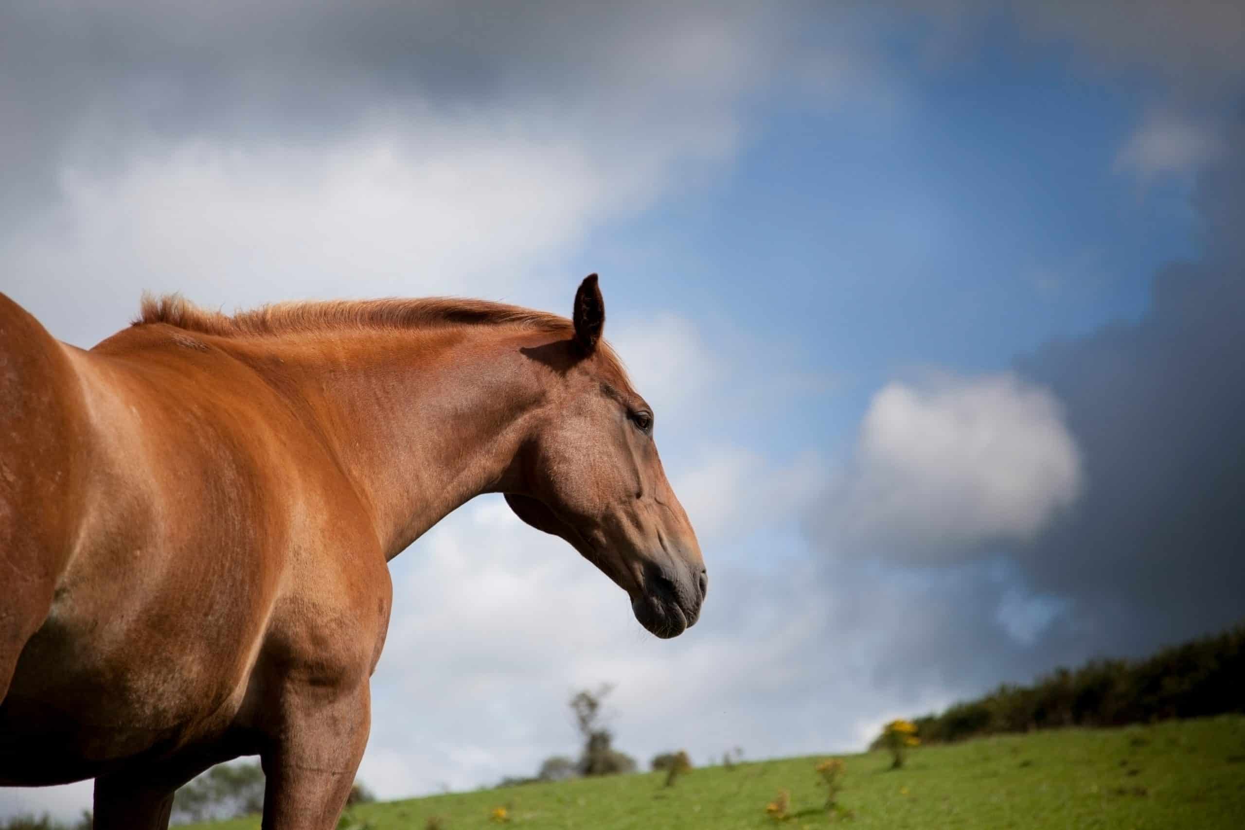 chestnut horse in paddockMore horses: