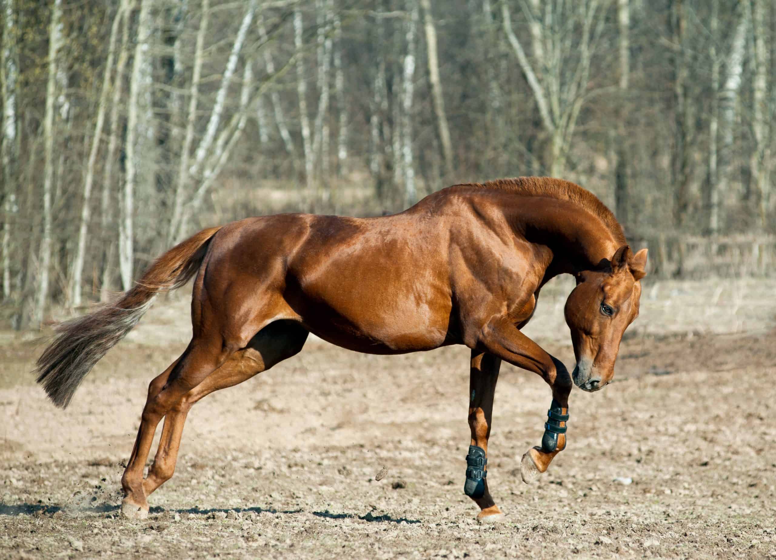 Chestnut Thoroughbred Stallion