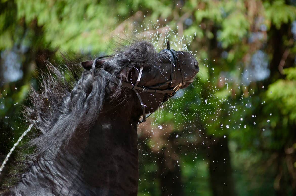 24 Friesian Horse Pictures You'll Love