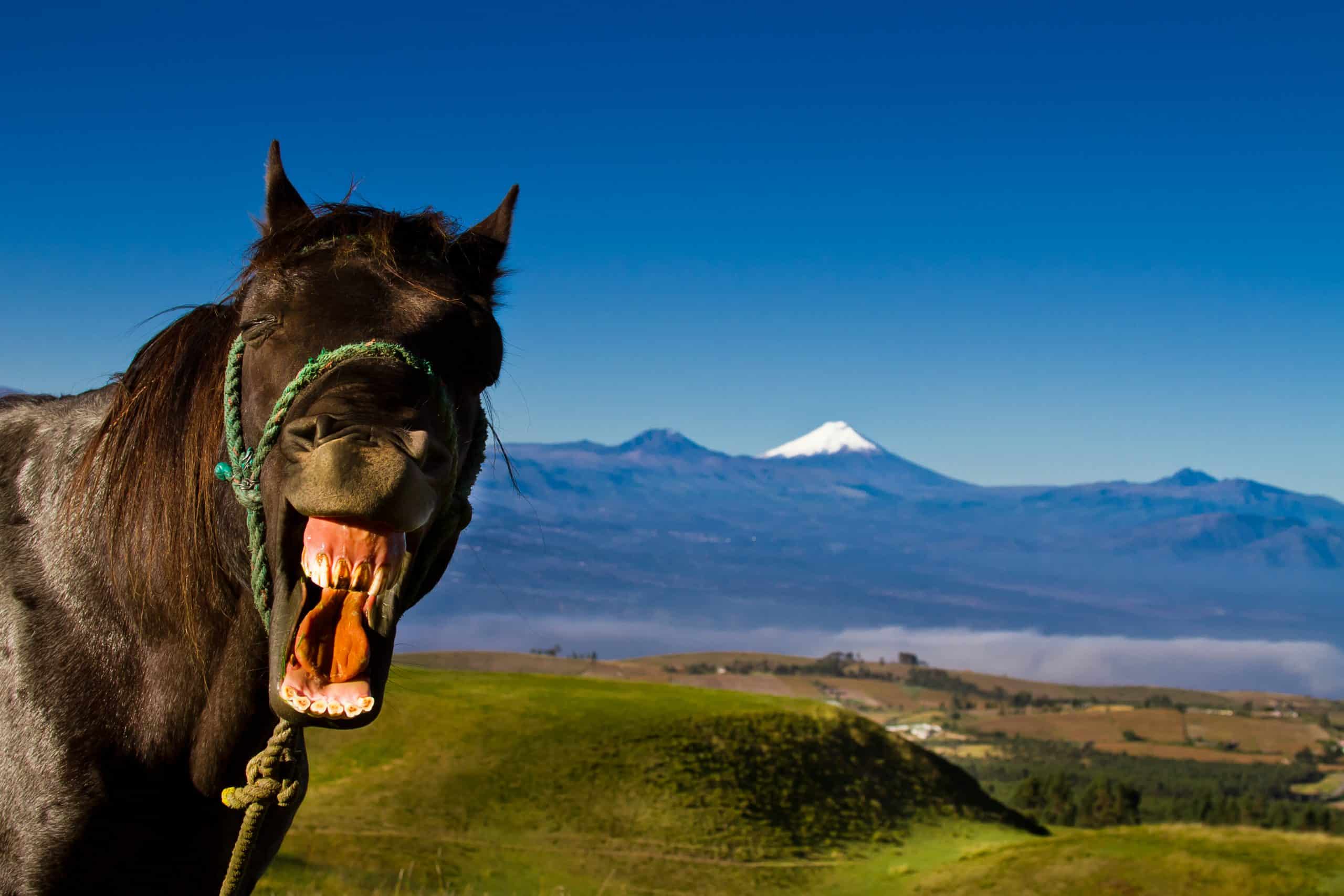 bucking horse bloopers