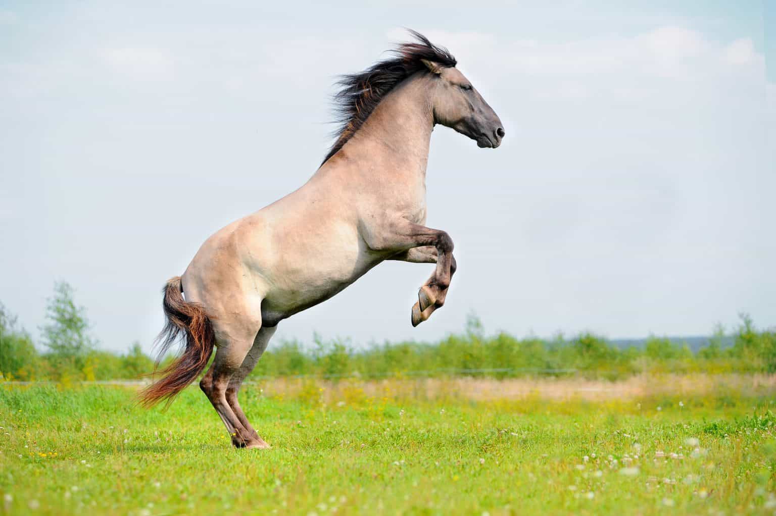Why Your Horse Is Rearing And What To Do About It