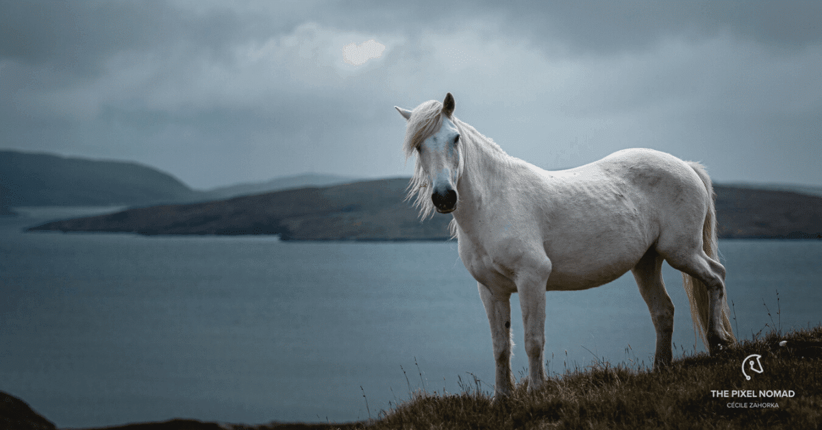Highland Pony — The Pixel Nomad