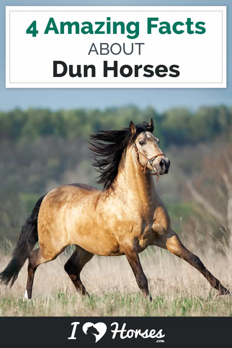 Dun Horse Facts You Might Not Have Known