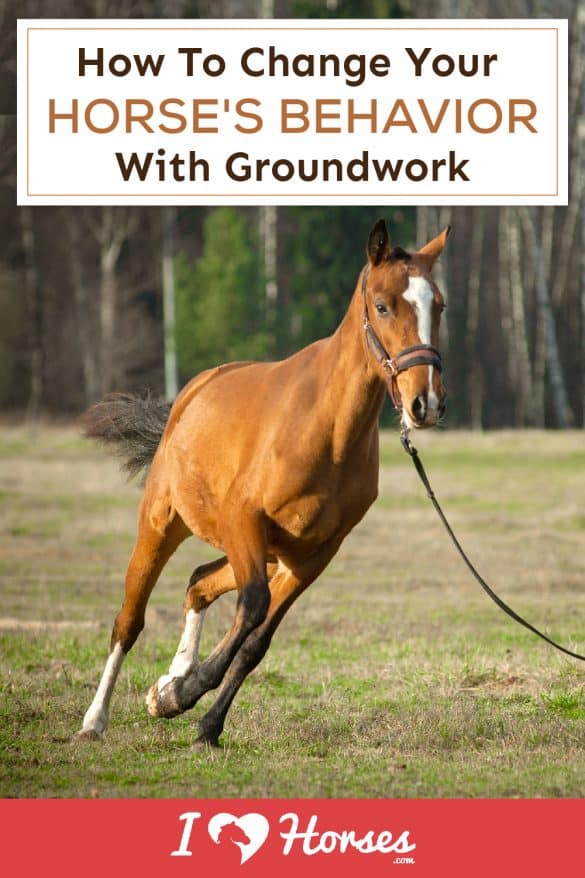 How Groundwork Can Help Modify Horse Behavior