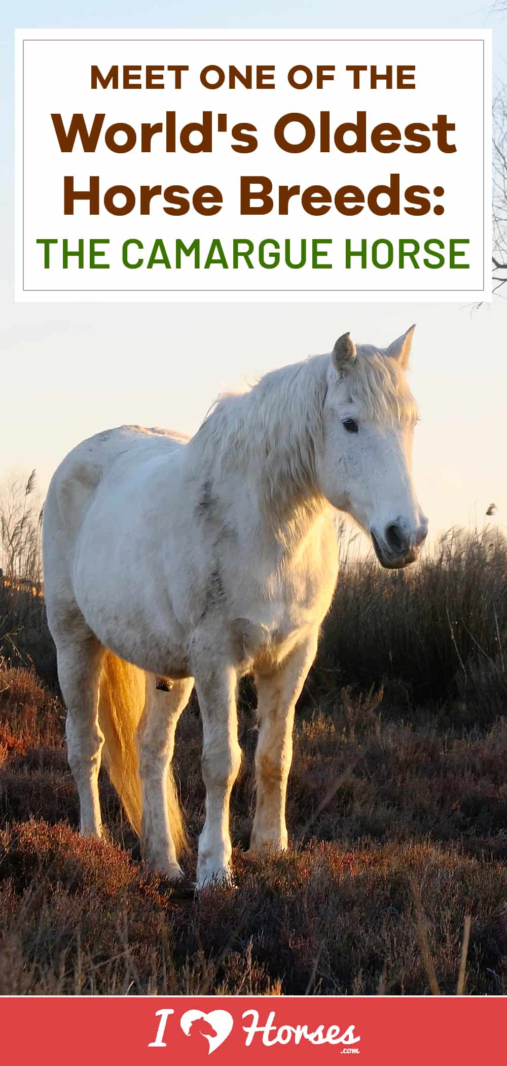 Meet The Camargue Horse
