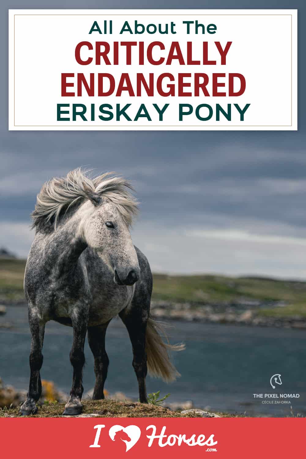 Meet The Critically Endangered Eriskay Pony