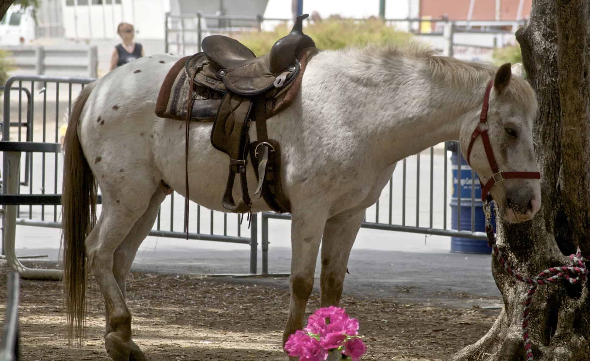 pony of the americas spotted horse breed