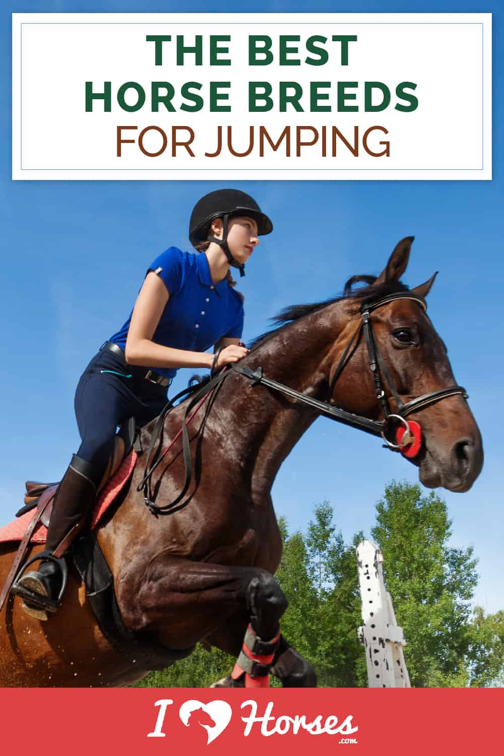 The Best Horse Breeds For Jumping