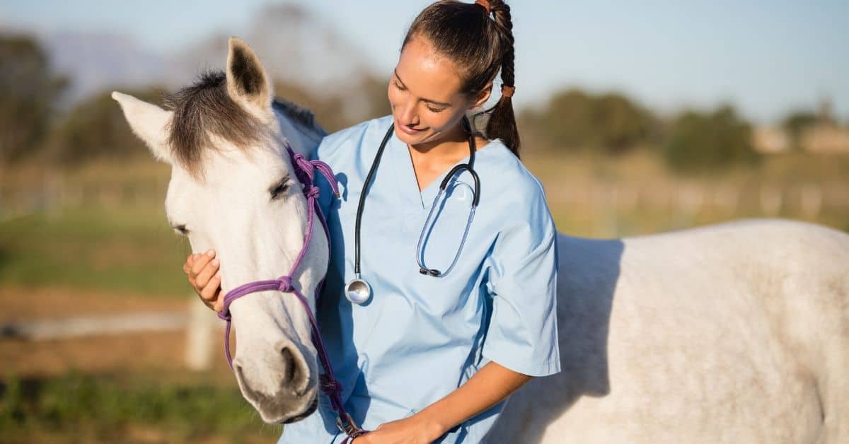 horse care tips from a vet tech