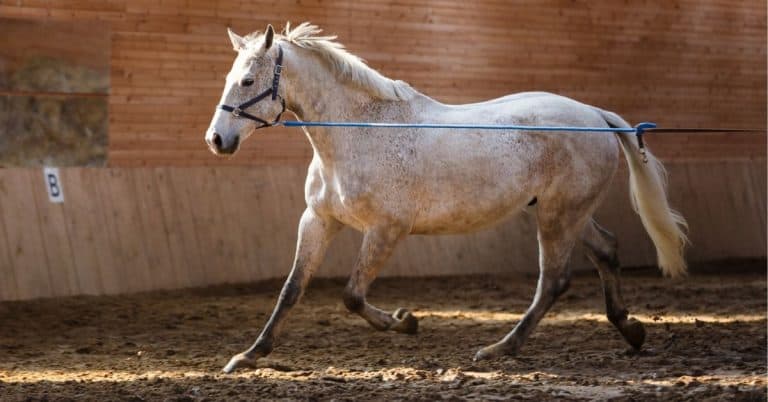 groundwork for horse behavior modification