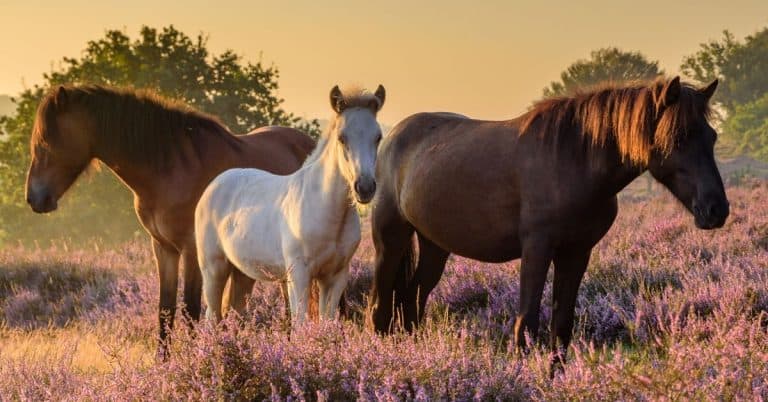 everything you need to consider when looking at horses for adoption