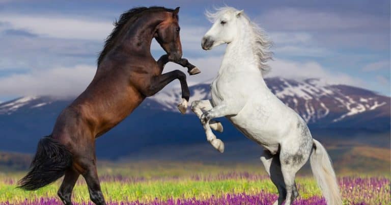 two equines
