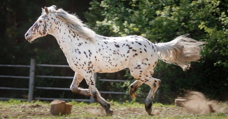 interesting horse facts you might not know