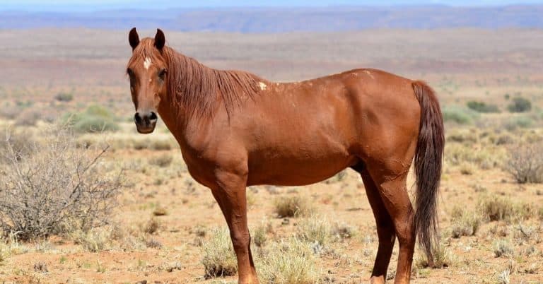 namib desert horse