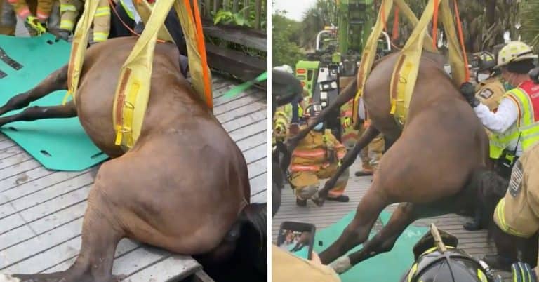 florida horse rescued from bridge