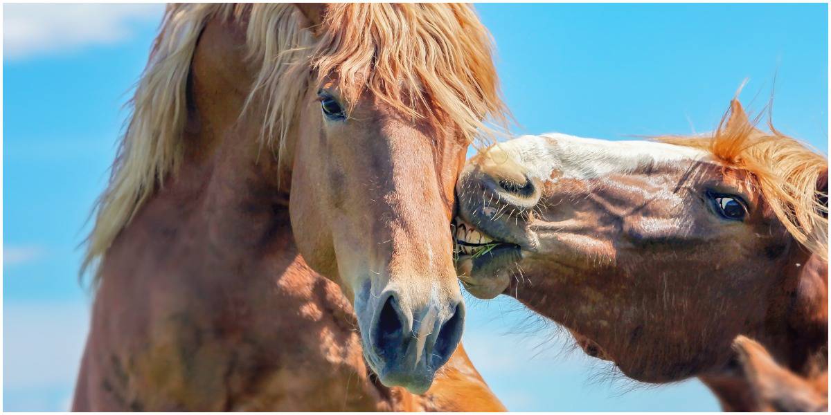 20 Horse Jokes To Make You Laugh
