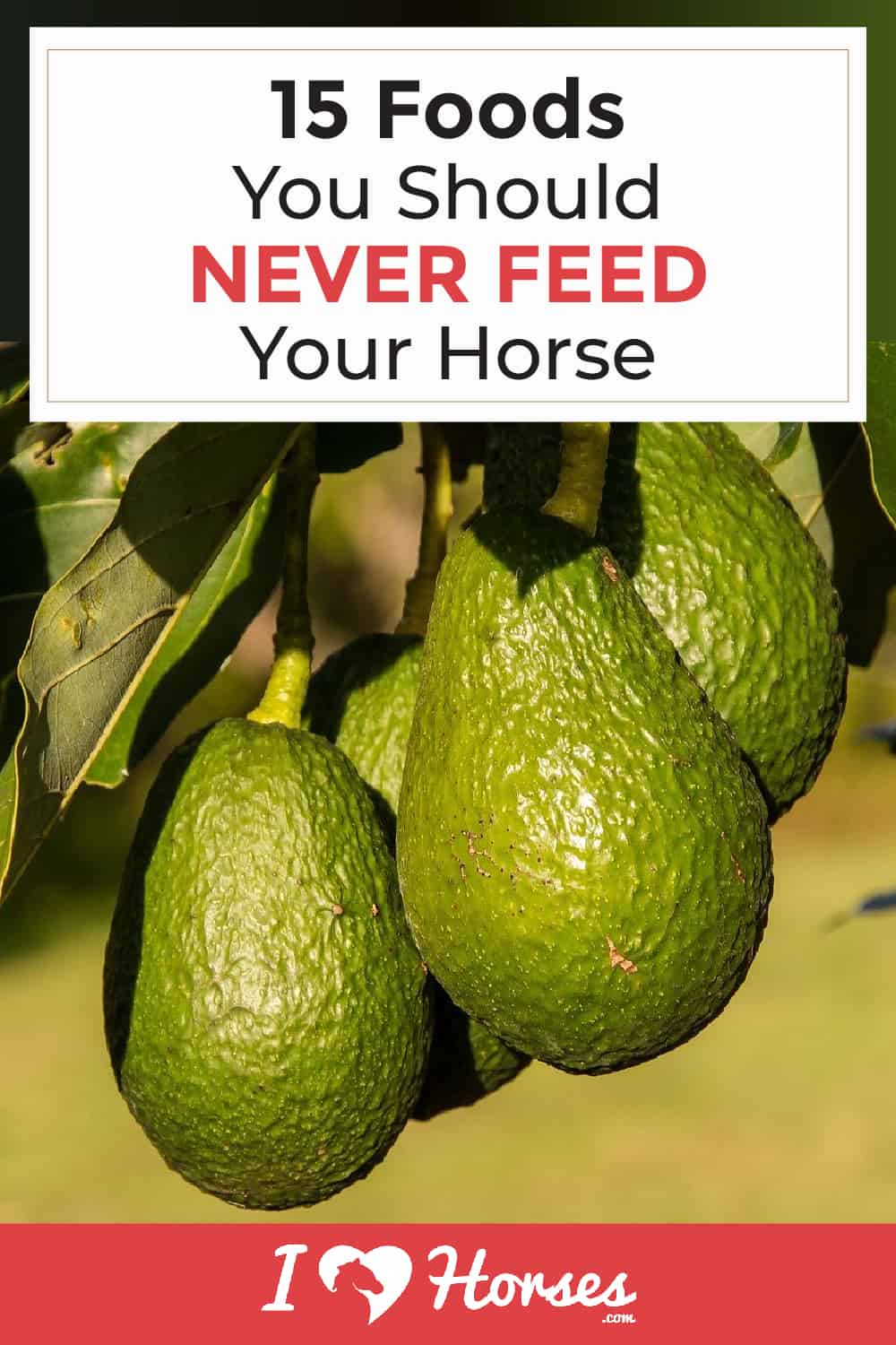 15 Foods You Should Never Feed Your Horse
