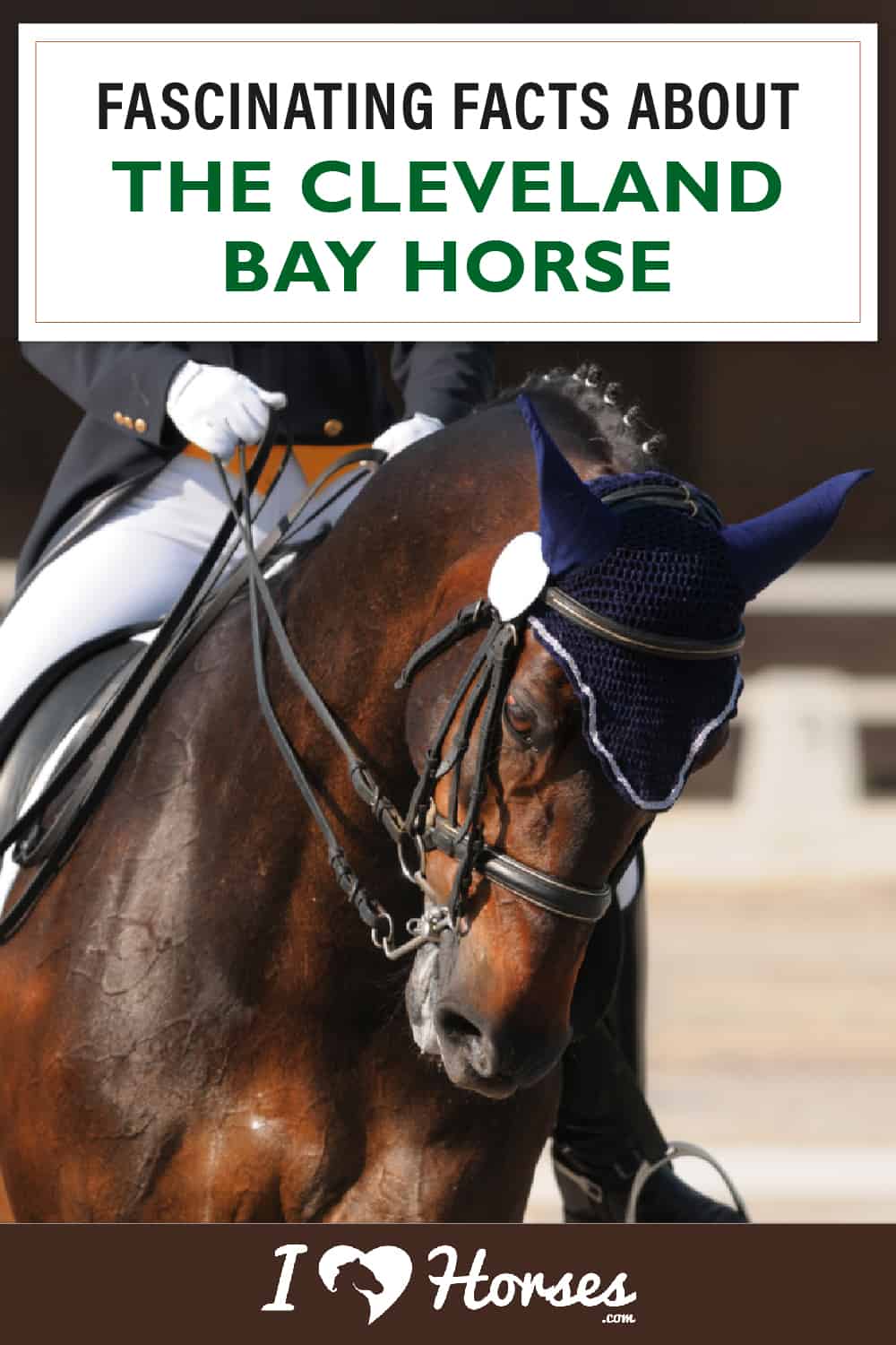 All About The Cleveland Bay Horse-02