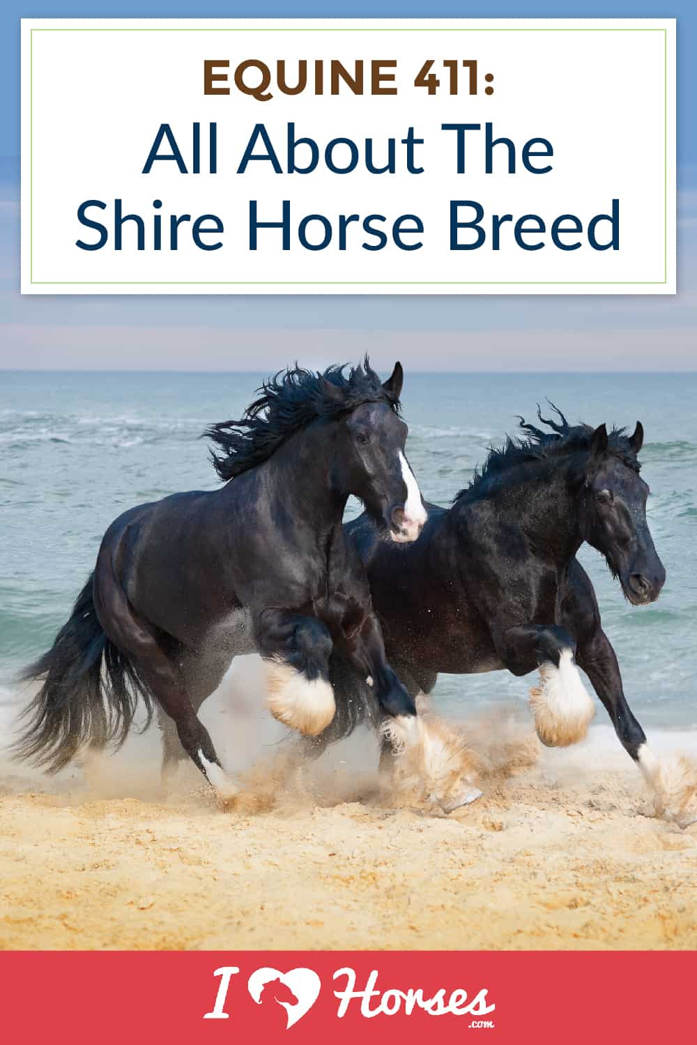 all about the shire horse