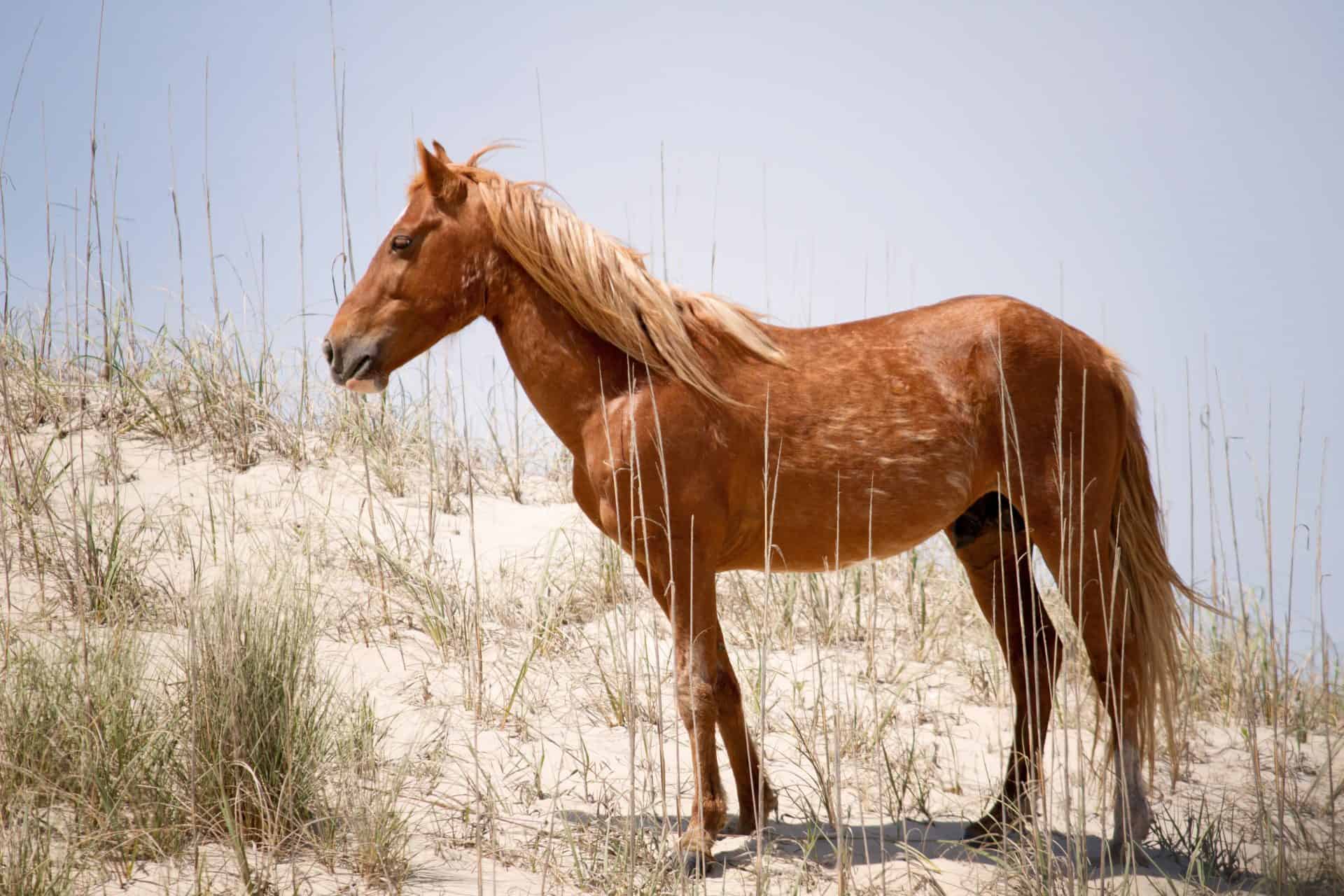 Young Corolla Wild Horse Dies After Choking On Apple